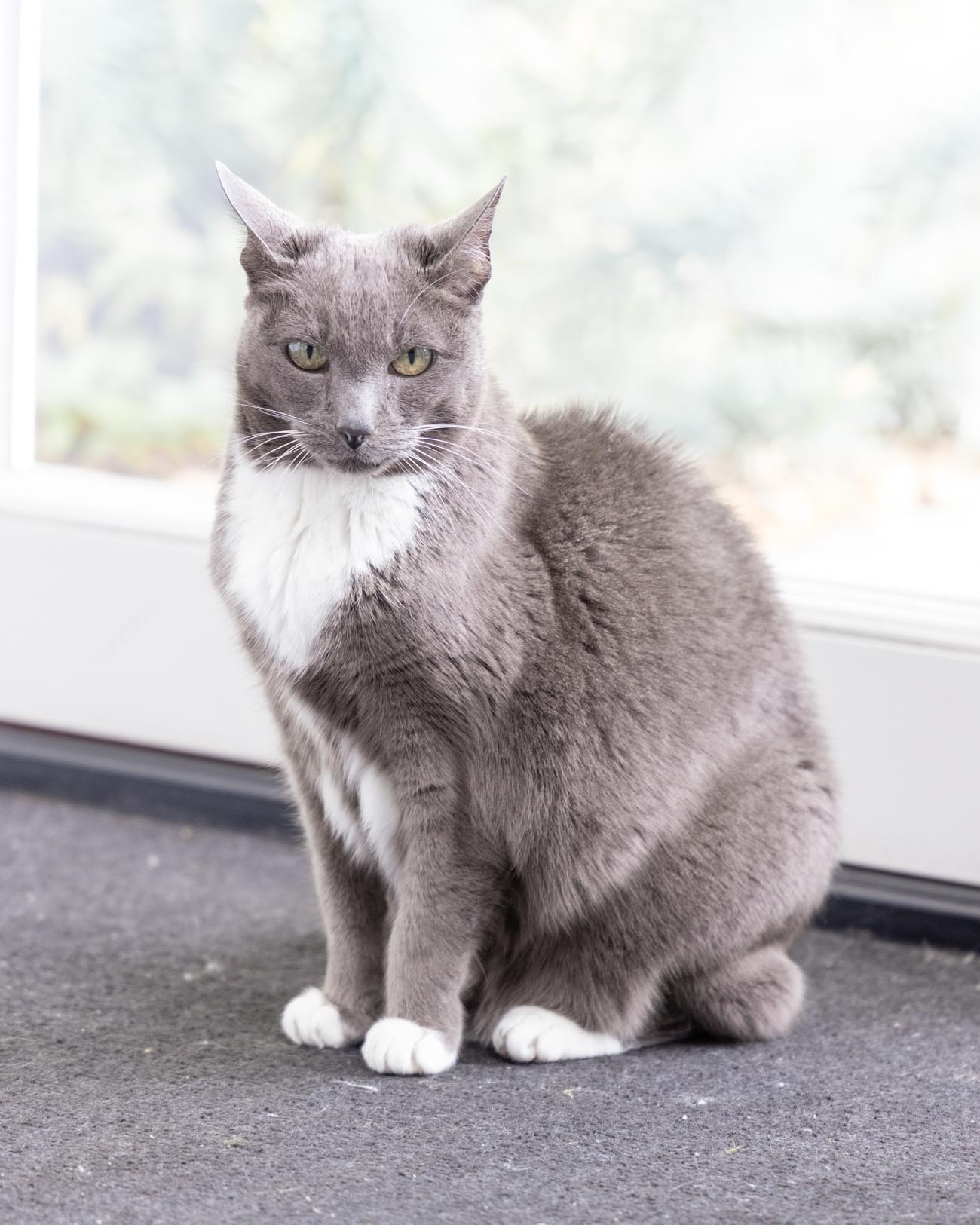 huisdier in laten slapen, spuitje geven aan huis. U kunt dan afscheid nemen in uw eigen huis